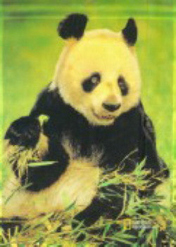 GIANT PANDA
